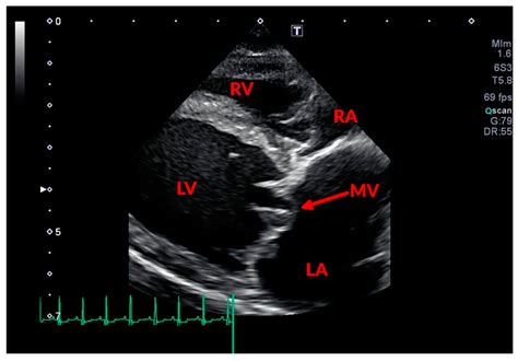 Veterinary Sciences Free Full Text Review Of Diagnostic And