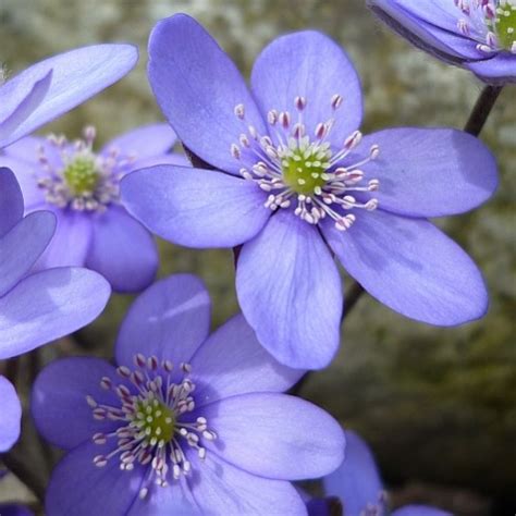 Hepatica nobilis Heimisches Leberblümchen Stauden Strasser