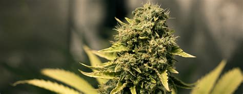 10 Timeline of the Cannabis Flowering Stage - 2025 Reviews