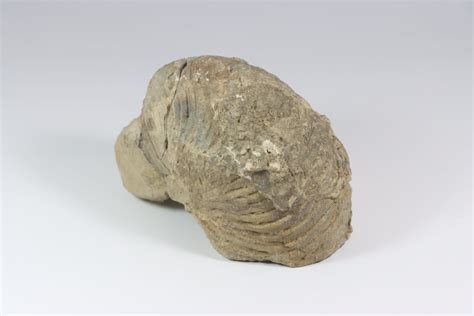 Морски сунђер/Spongia(Porifera) — Центар за туризам, културу и спорт Сврљиг