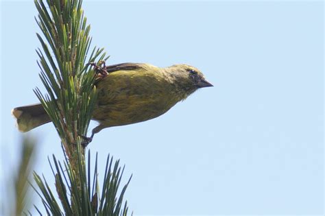 Cape Siskin Holmen Birding Safaris