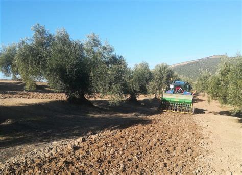 El Grupo Operativo CoverOlive presentará en Antequera los primeros