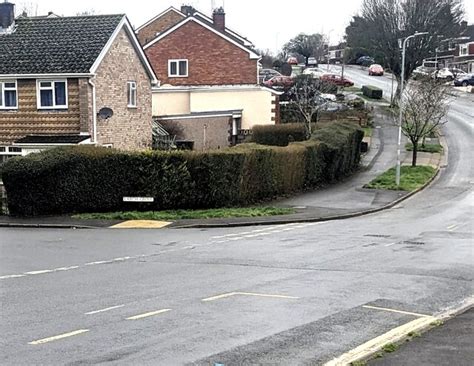 Evergreen Hedge In Winter Rowan Way Jaggery Geograph Britain