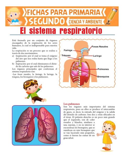 Partes Del Sistema Respiratorio Para Tercer Grado De Primaria B20