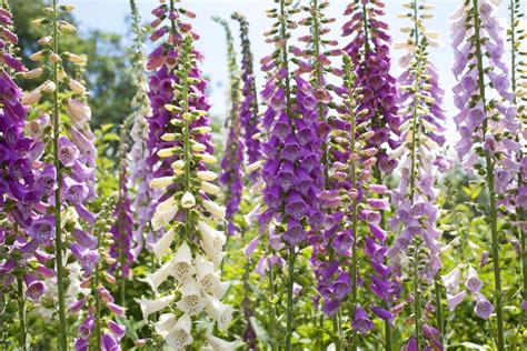 Here Are Some Tips On Growing Foxgloves Ravalli