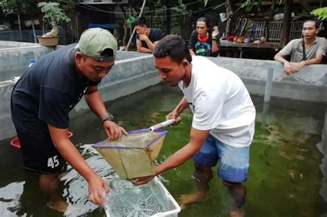 Budidaya Ikan Mas Koki Di Kolam Advertisingfalas