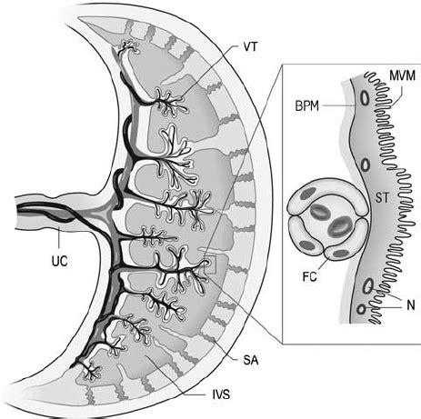 The Placental Barrier In The Human Term Placenta The Figure Represents