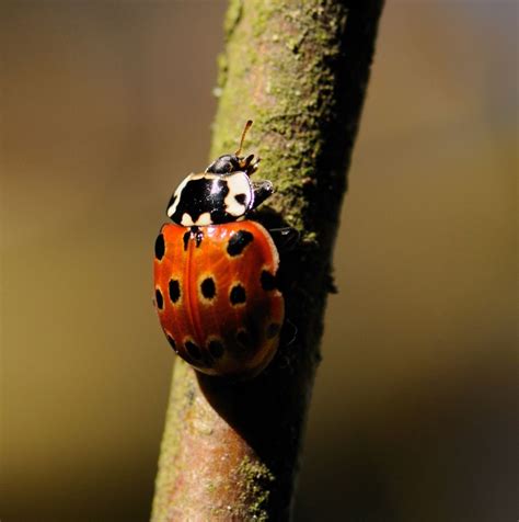 ladybird beetle uk