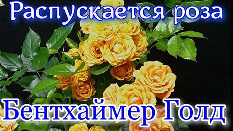Как распускается роза Бентхаймер Голд - Bentheimer Gold (W. Kordes ...