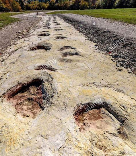 Metre Sauropod Created World S Longest Dinosaur Trackway Geology In