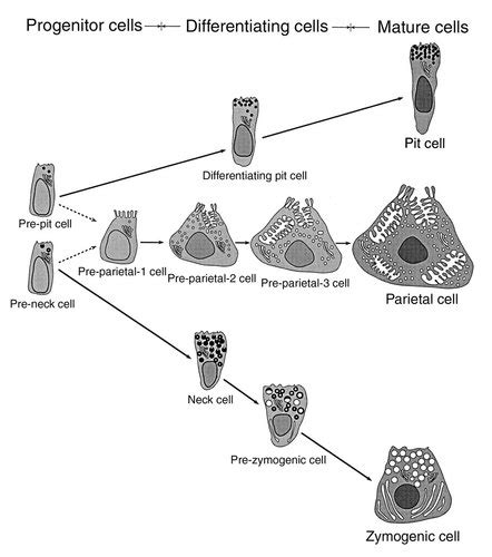 Defining Epithelial Cell Progenitors In The Human Oxyntic Mucosa