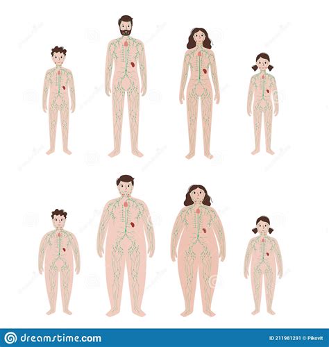 Spleen Lymphatic System Body Organ Outline Icon Cartoon Vector