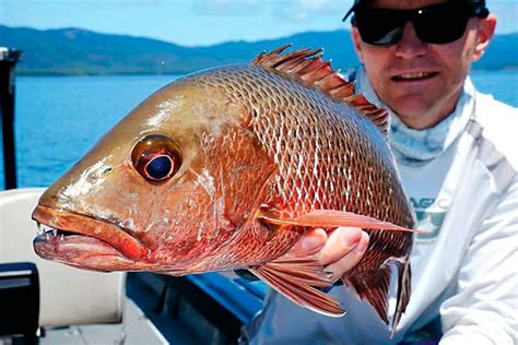 Mastering the Hunt: Mangrove Jack Fishing Tips