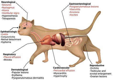 Feline Infectious Peritonitis (FIP) — CoFund My Pet