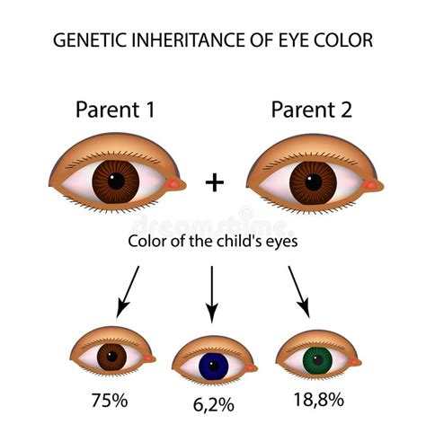 Herencia Genética Del Color Del Ojo Brown Azul Ojos Verdes Infografía