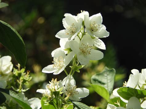 Cultivation Tips and Growing Guide for Jasmine Plant - Garden and Happy