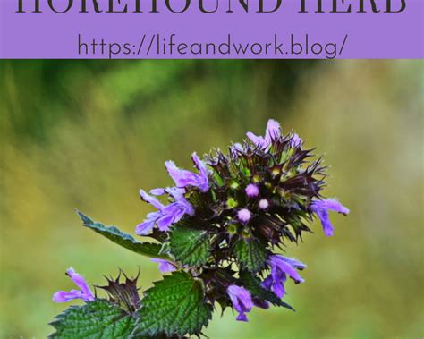 How To Grow The Horehound Herb