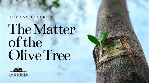 The Matter Of The Olive Tree Romans 11 Lesson 5 YouTube