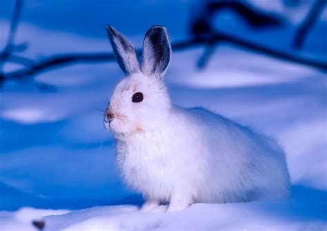 White Rabbit Snow White Rabbit Arctic Canada Wildlife Animal