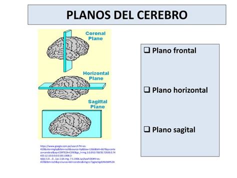 Corteza Cerebral Y M Dula Espinal Ppt