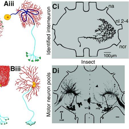 Morphology Of Neuron Types In Invertebrate And Vertebrate Cnss