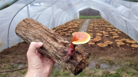 The Reishi Mushroom Freshcap Mushrooms