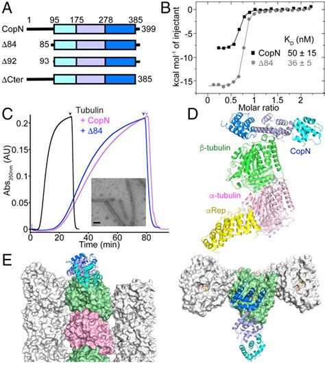 Figure From Insight Into Microtubule Nucleation From Tubulin Capping