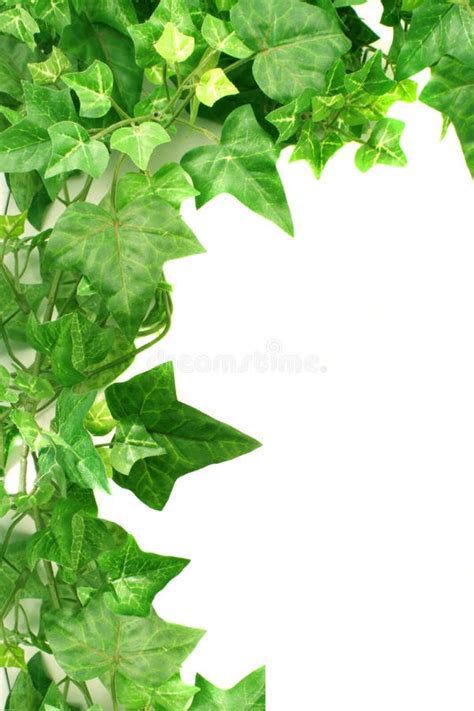 29 Ivy Leaf Border Free Stock Photos Stockfreeimages