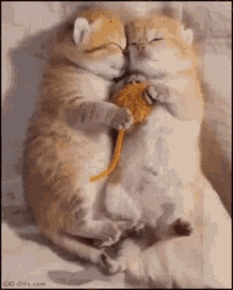 Cat Kiss GIF - Cat Kiss - Discover & Share GIFs