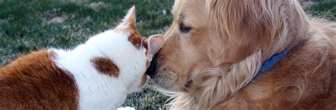 Cat And Dog Boarding In Fairfield And Licking County Ohio