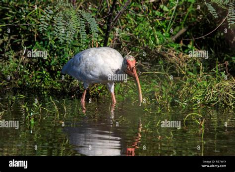 American White Ibis Eudocimus Albus Hunting For Food In Water Stock