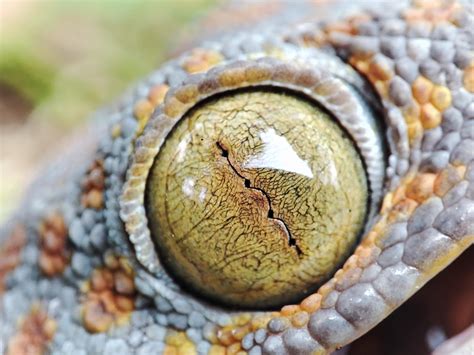 Gecko eye macro photography 21148681 Stock Photo at Vecteezy