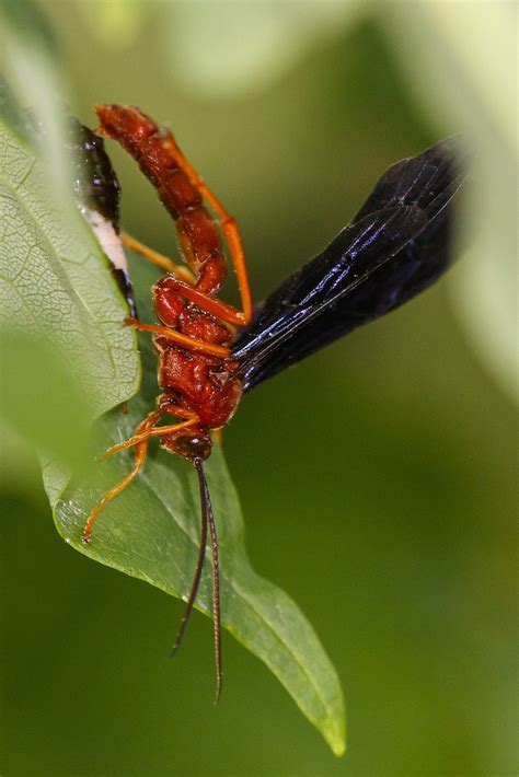 Trogus Pennator From Rockland County NY USA On June 1 2016 At 11 25