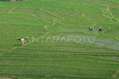 Target Produksi Padi Nasional Antara Foto