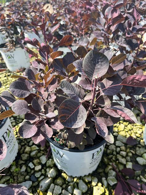 Cotinus Coggygria Ncc01 Winecraft Black Smokebush Browns Nursery