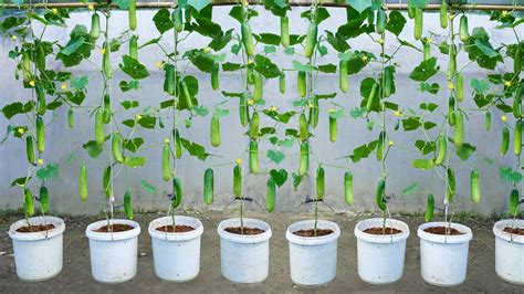 Awesome Way To Grow Hanging Cucumbers Tips For Growing Cucumbers With