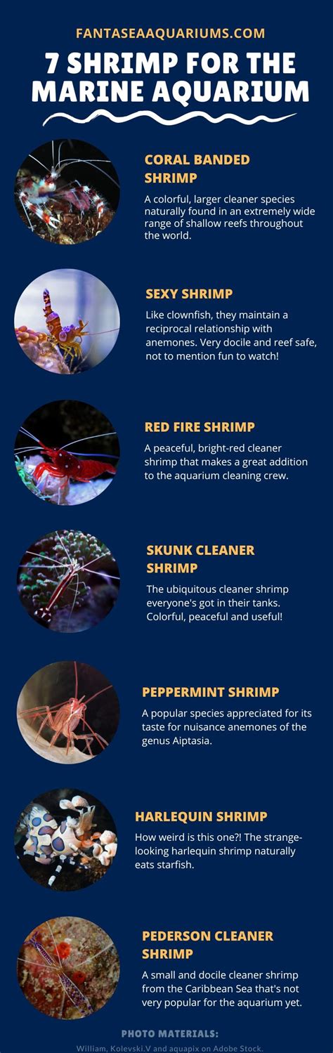 Saltwater Shrimp Species