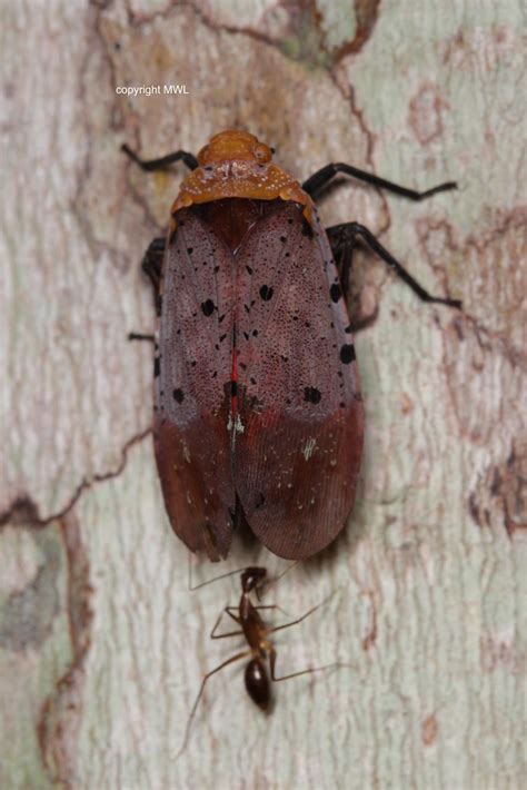 Penthicodes Atomaria Is Feeding An Ant A Photo On Flickriver