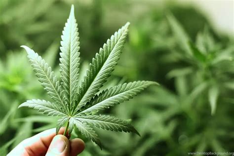 Medyczna marihuana jak dostać receptę Medyczna marihuana e