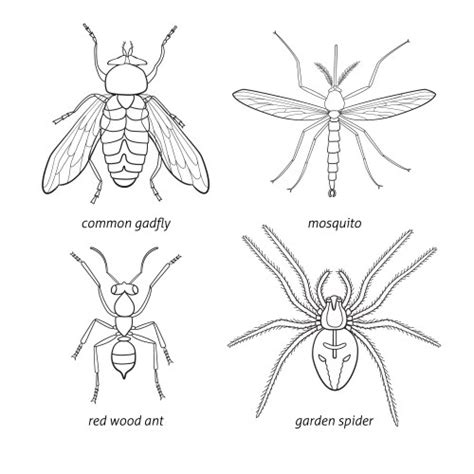 External Anatomy Of An Ant Worksheet Royalty Free Vector