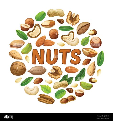 Cartoon Nuts Round Concept With Peanut Almond Cashew Pecan Hazelnut