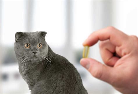 Antibiotics To Treat Cat Diarrhea Faq With Our Veterinarian