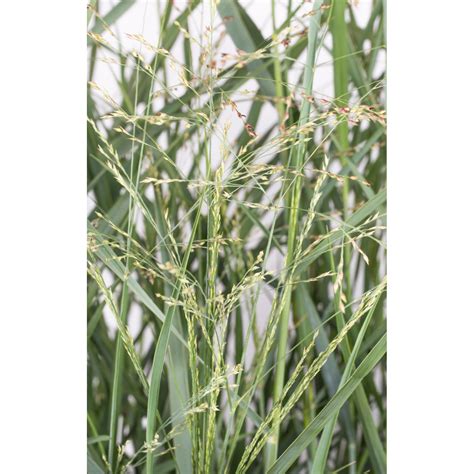 GROW by OBI Rutenhirse Prairie Sky Weiß Topf Ø ca 22 cm Panicum