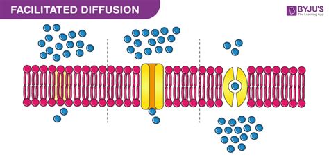 What Is Facilitated Diffusion? - Types, Importance & Examples