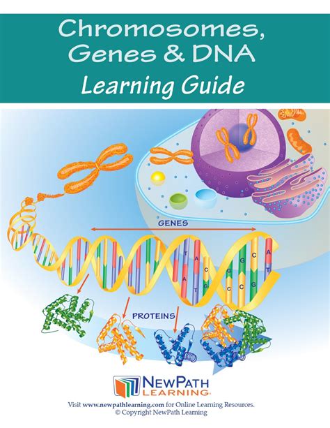 Chromosomes, Genes & DNA Student Learning Guide w Online Lesson