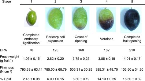 Frontiers Sphingolipid Distribution Content And Gene Expression