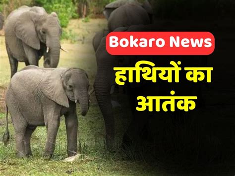 Elephant Terror In Bokaro Created Ruckus In Nawadih Block Jharkhand Bokaro News बोकारो में