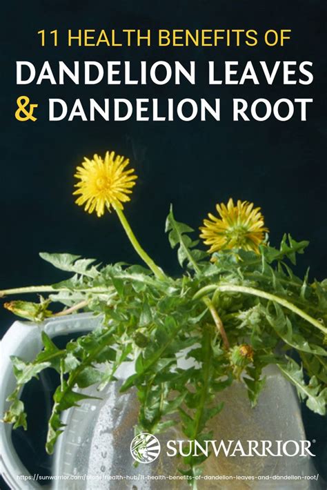 12 Health Benefits Of Dandelion Leaves And Dandelion Root Infographic Artofit