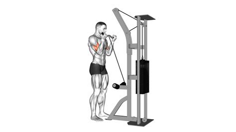 Cable Biceps Curl Sz Bar Exercise Guide Tips