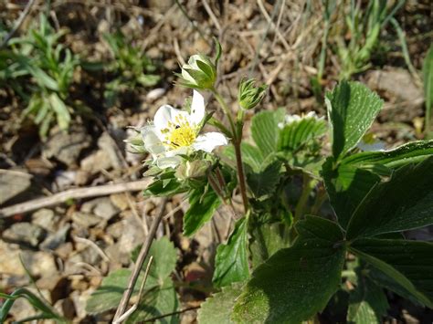 Fragaria Viridis Knack Erdbeere Knack Erdbeere Fragaria Flickr